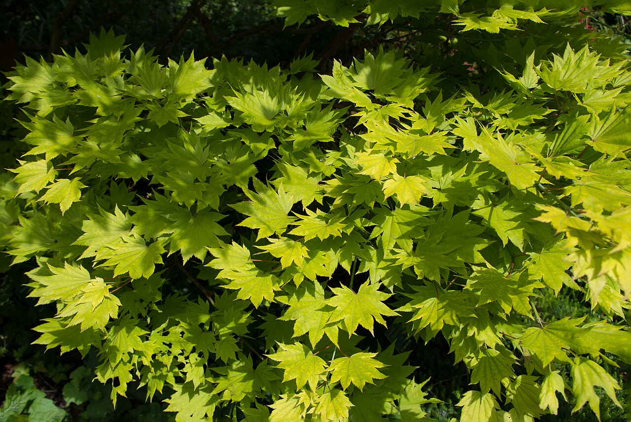 Acer shirasawanum, Shirasawa maple — upright deciduous (Sapindaceae) (image 9 of 10)