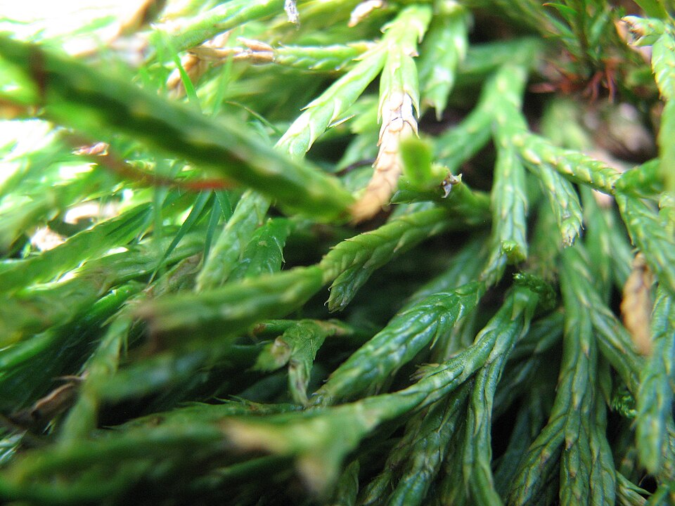 Diphasiastrum (Ground cedars)