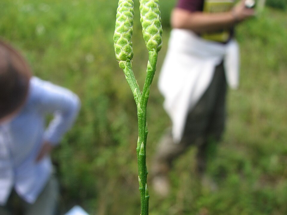 Diphasiastrum (Ground cedars) (alternate view 2)
