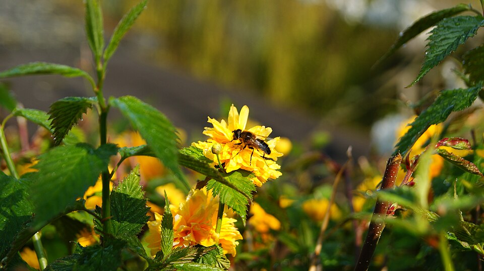 Kerria japonica 'Pleniflora' (double kerria) (alternate view 5)