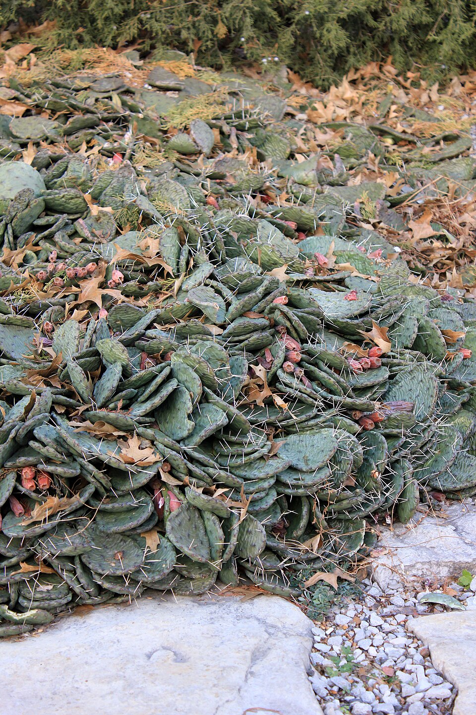 Opuntia macrorhiza (prairie pricklypear) (alternate view 8)