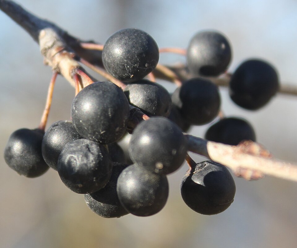 Aronia (chokeberries)