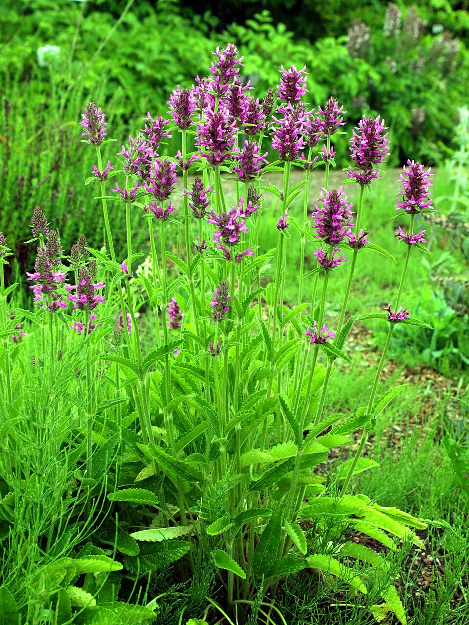 Betonica officinalis (common hedge-nettle)