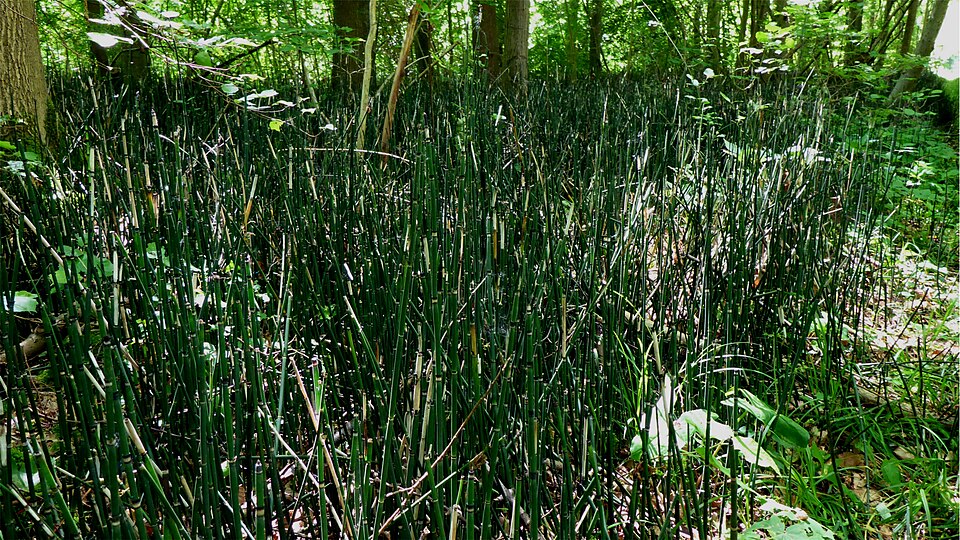 Equisetum hyemale (scouring rush) (alternate view 9)