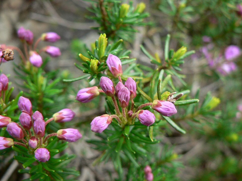 Phyllodoce empetriformis (pink mountainheath) (alternate view 5)