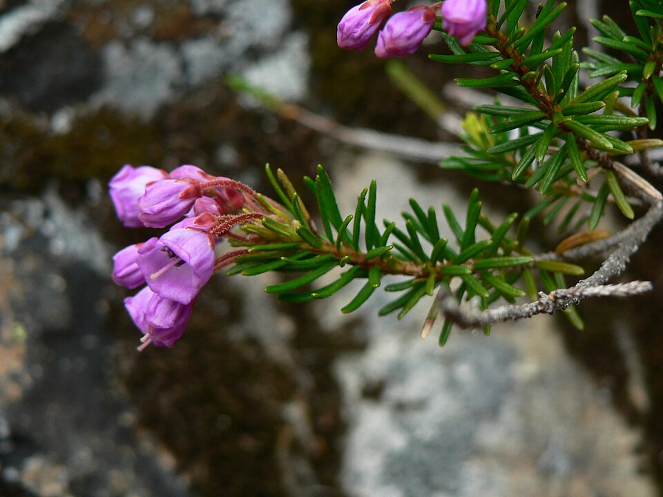 Phyllodoce empetriformis (pink mountainheath) (alternate view 6)