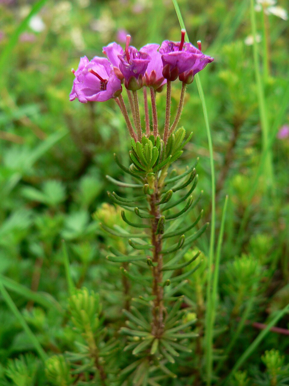 Phyllodoce empetriformis (pink mountainheath) (alternate view 7)