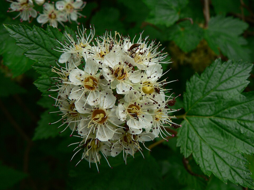 Physocarpus capitatus (Pacific ninebark) (alternate view 6)