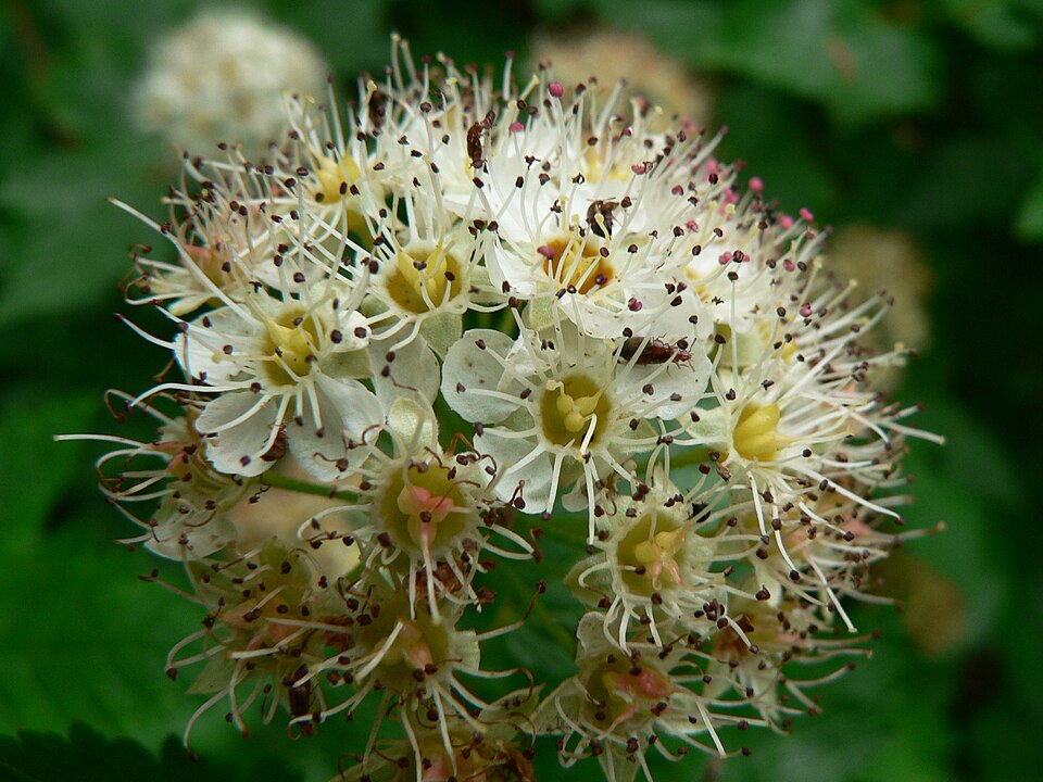 Physocarpus capitatus (Pacific ninebark) (alternate view 7)