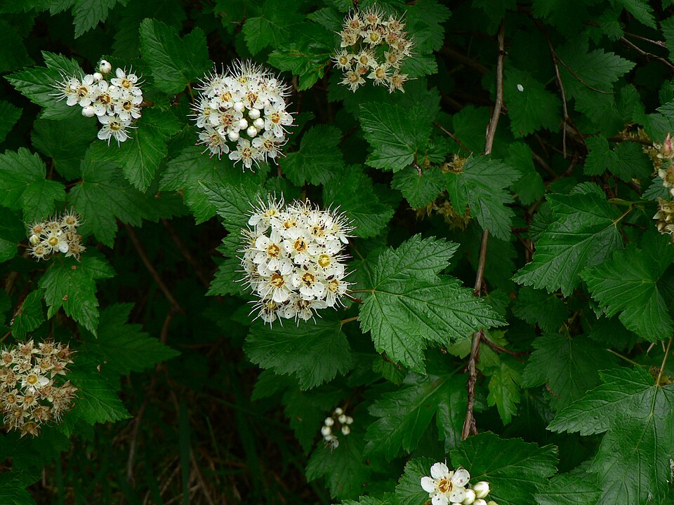 Physocarpus capitatus (Pacific ninebark) (alternate view 8)