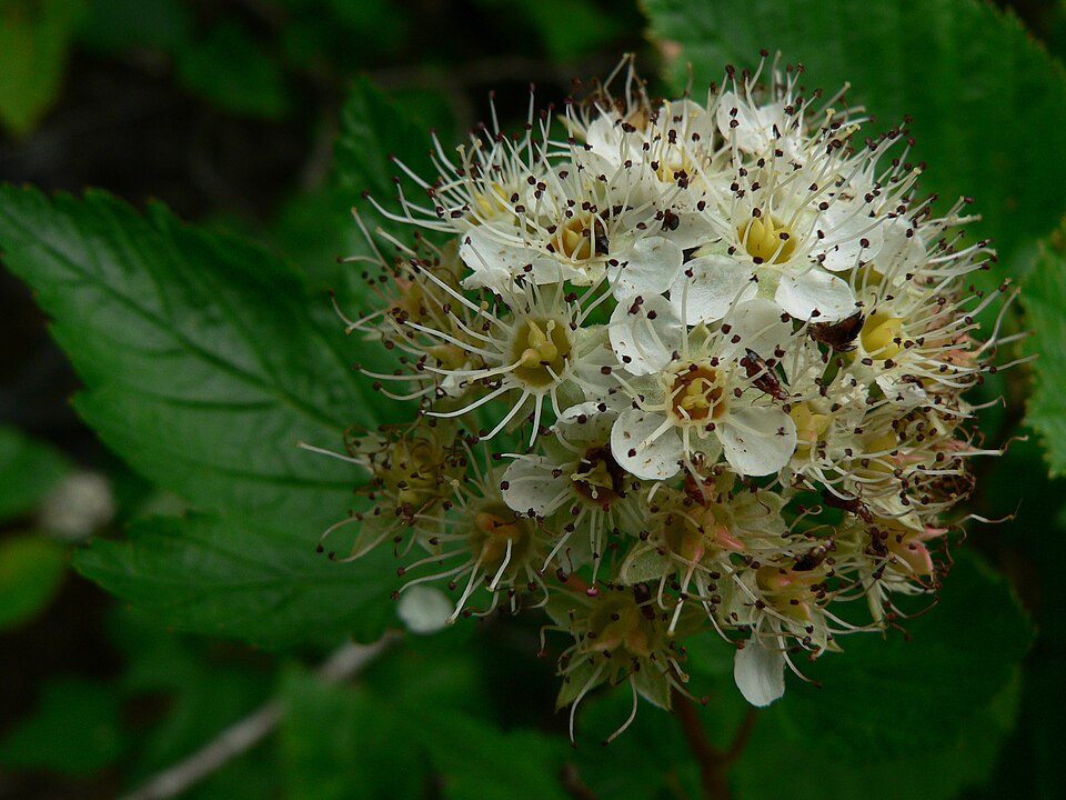 Physocarpus capitatus (Pacific ninebark) (alternate view 9)