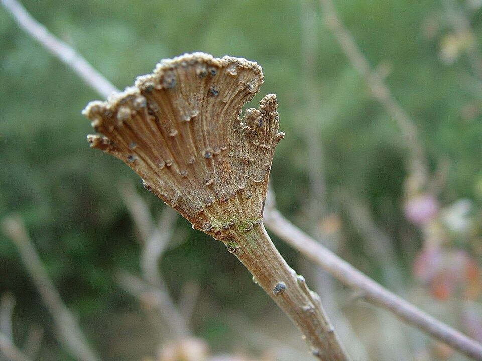 Toxicodendron diversilobum (Pacific poison oak)