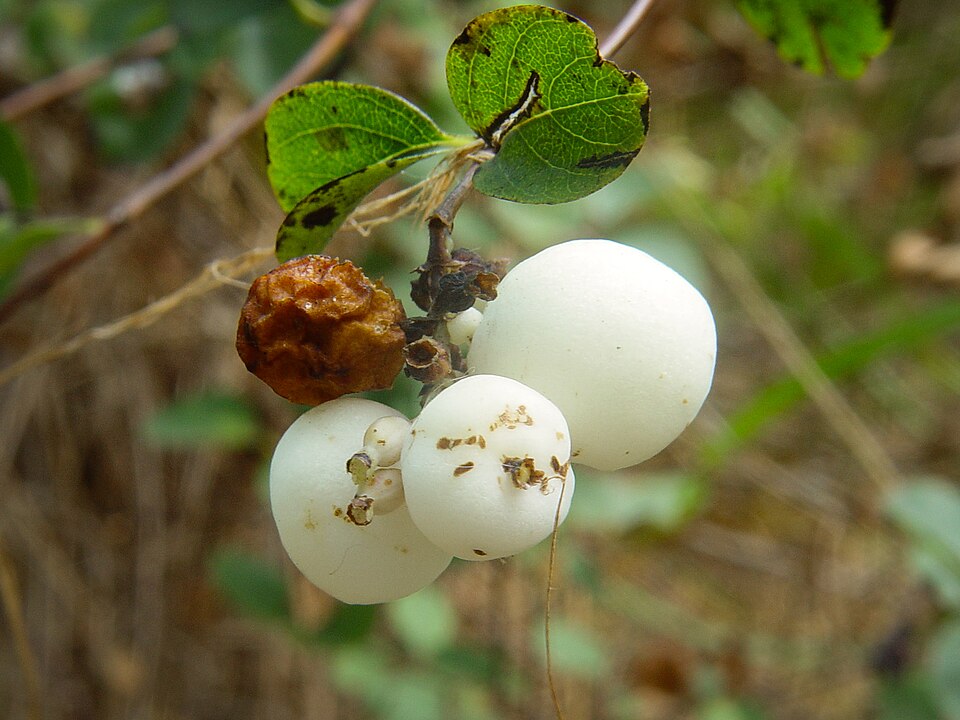 Symphoricarpos mollis (Creeping Snowberry) (alternate view 7)