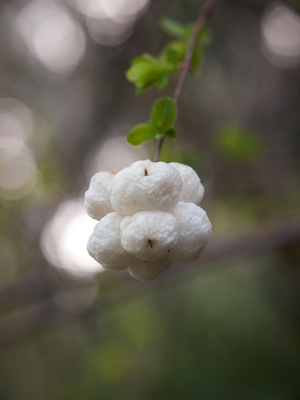 Symphoricarpos mollis (Creeping Snowberry) (alternate view 8)