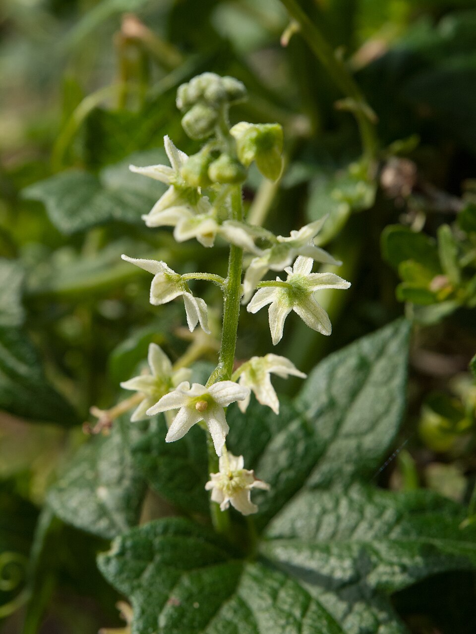 Marah fabacea (California manroot) (alternate view 3)