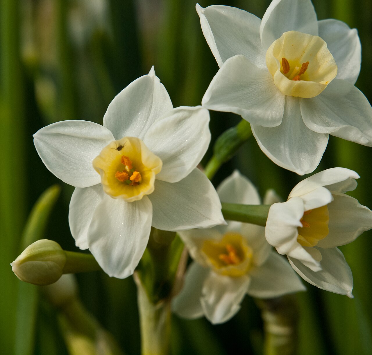 Narcissus tazetta, Paperwhite narcissus — clumping (Amaryllidaceae) (image 7 of 10)