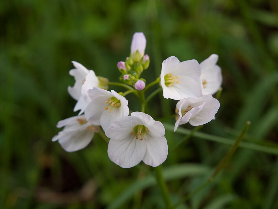 Cardamine californica (milkmaids) (alternate view 5)