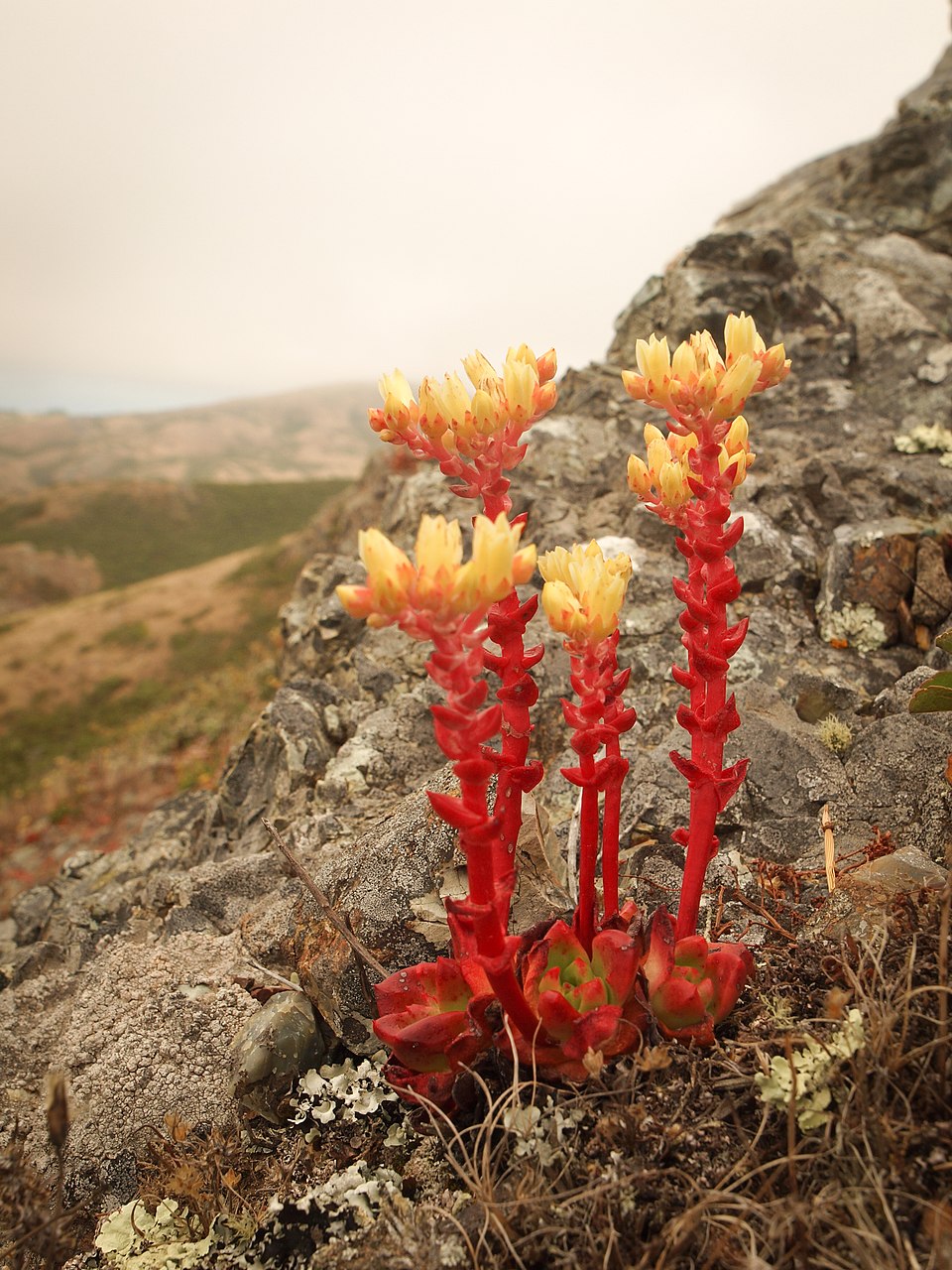 Dudleya farinosa (Bluff Lettuce) (alternate view 7)