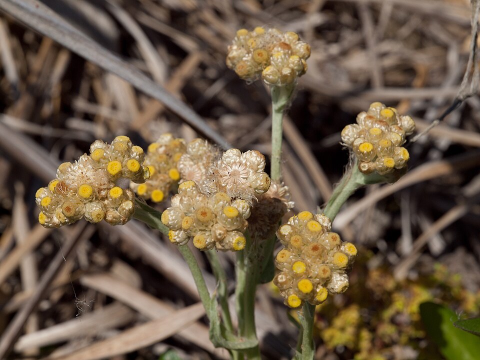 Pseudognaphalium stramineum (cottonbatting plant) (alternate view 3)
