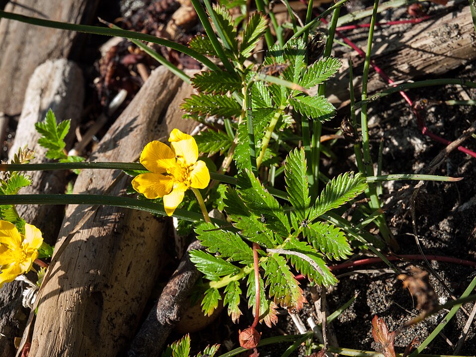 Potentilla anserina (Pacific Silverweed) (alternate view 5)