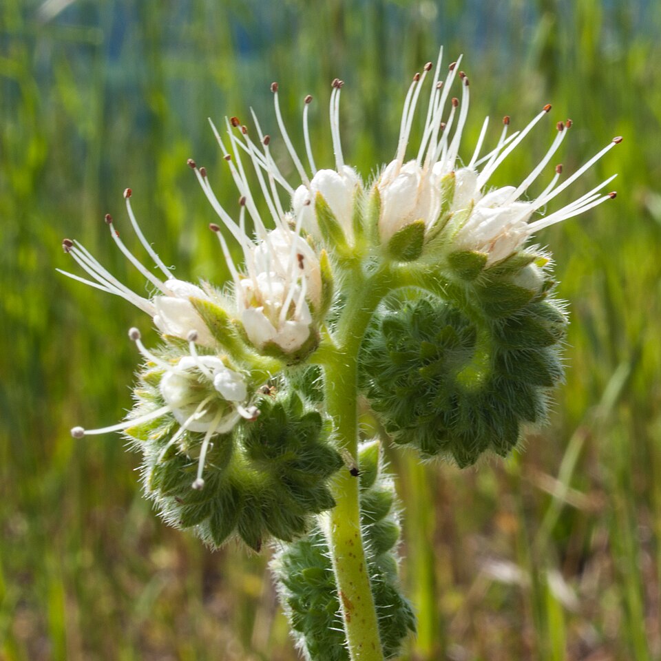 Phacelia imbricata (Mountain Phacelia) (alternate view 2)