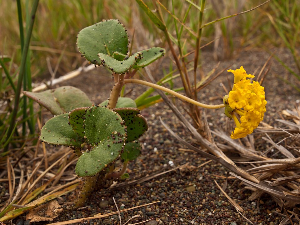 Abronia latifolia (Yellow Sand Verbena) (alternate view 4)