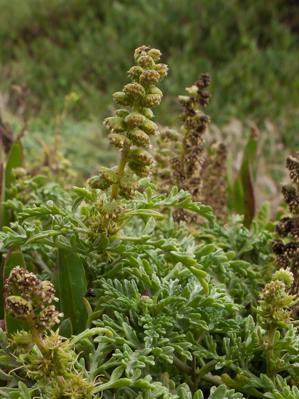 Ambrosia chamissonis (silver beachweed) (alternate view 9)