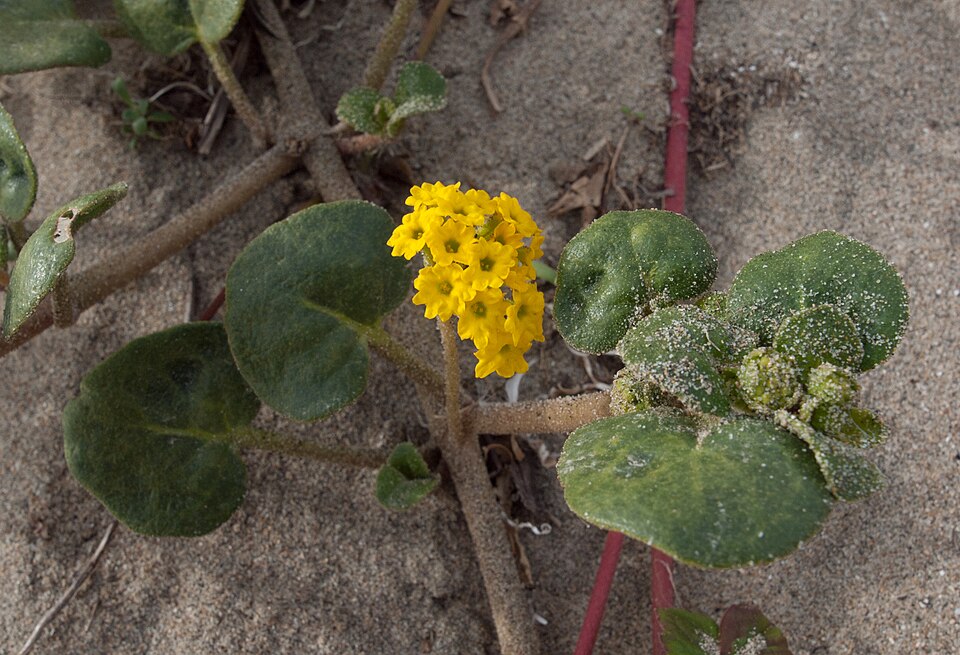 Abronia latifolia (Yellow Sand Verbena) (alternate view 5)