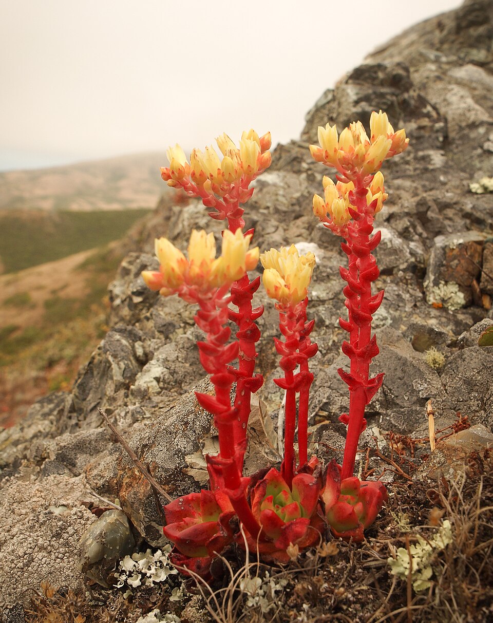 Dudleya farinosa (Bluff Lettuce) (alternate view 8)