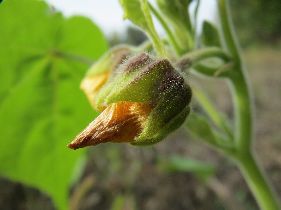 Abutilon theophrasti (velvetleaf) (alternate view 8)