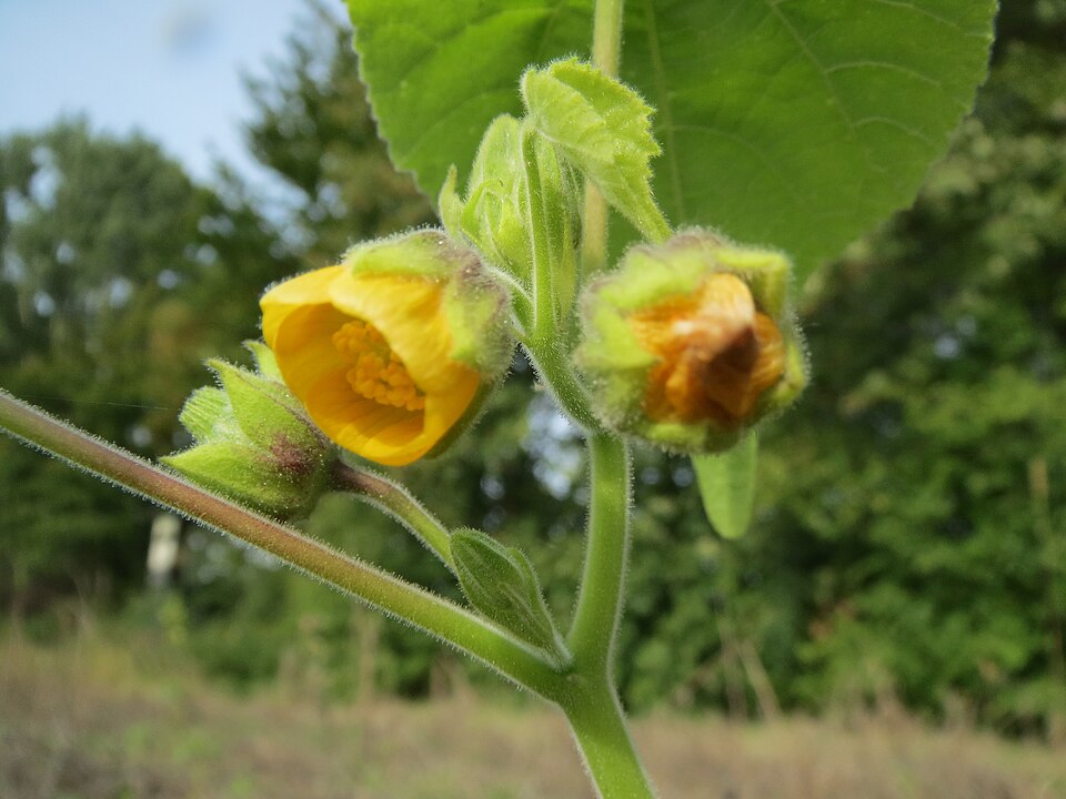 Abutilon theophrasti (velvetleaf) (alternate view 9)