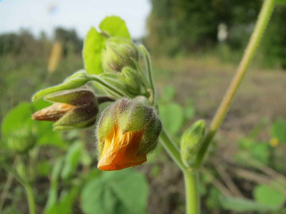 Abutilon theophrasti (velvetleaf) (alternate view 10)