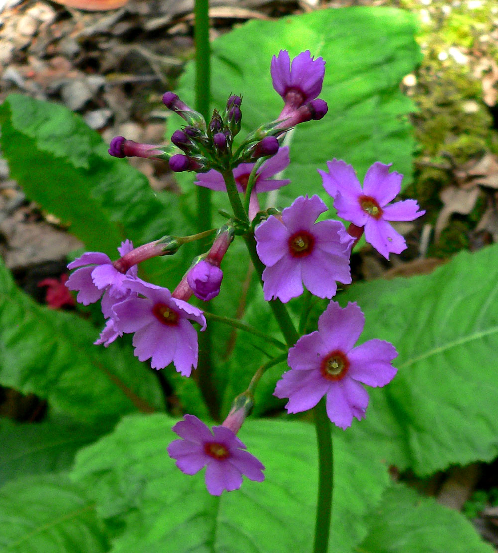 Primula japonica (Japanese Primrose)