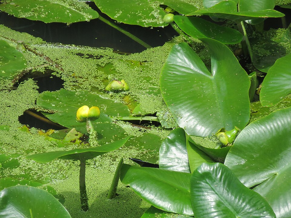 Nuphar lutea (yellow water-lily)