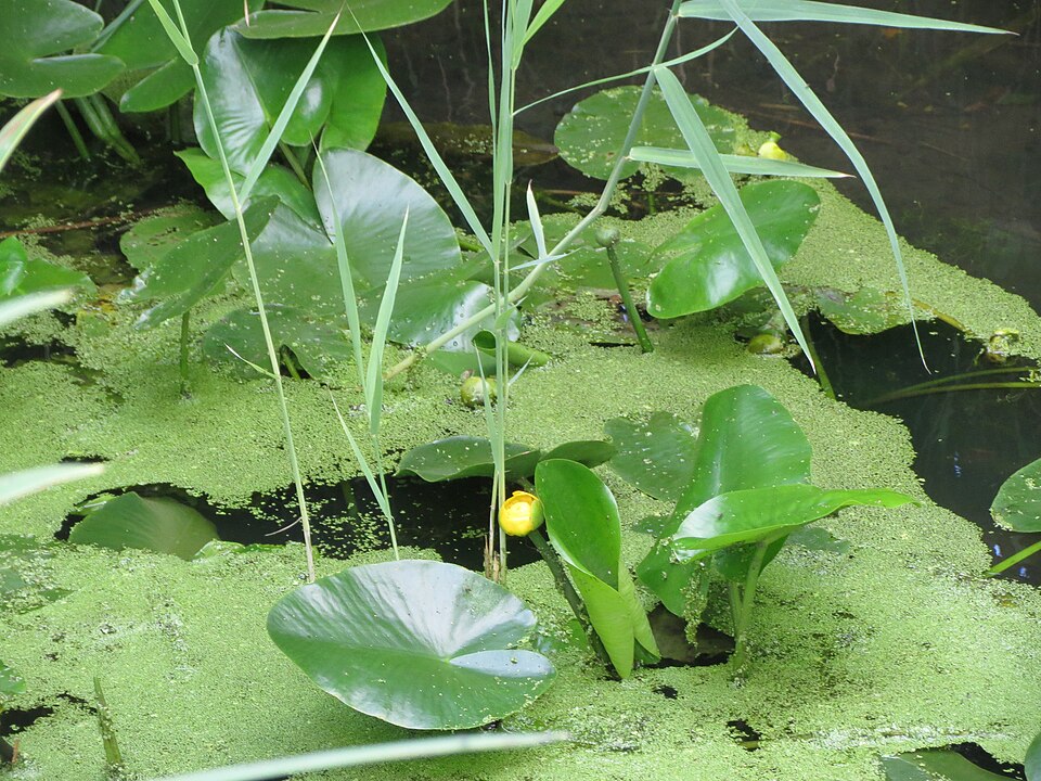 Nuphar lutea (yellow water-lily)