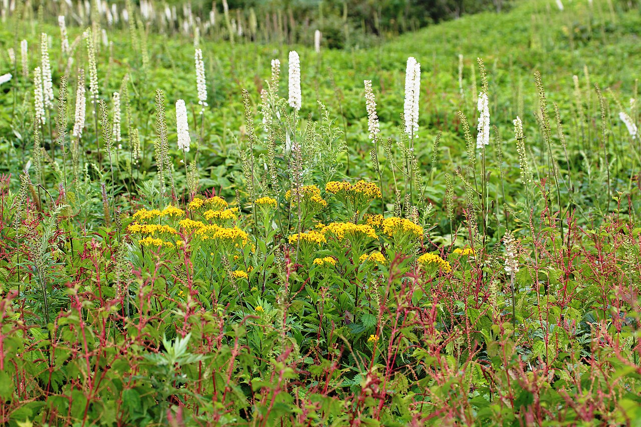 Actaea simplex, Bugbane — clumping deciduous (Ranunculaceae) (image 7 of 10)
