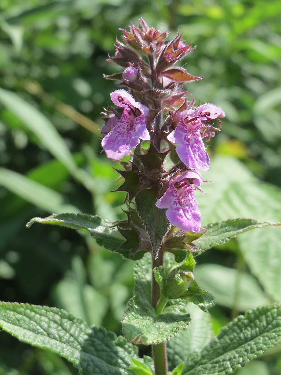Stachys palustris (Marsh Woundwort)