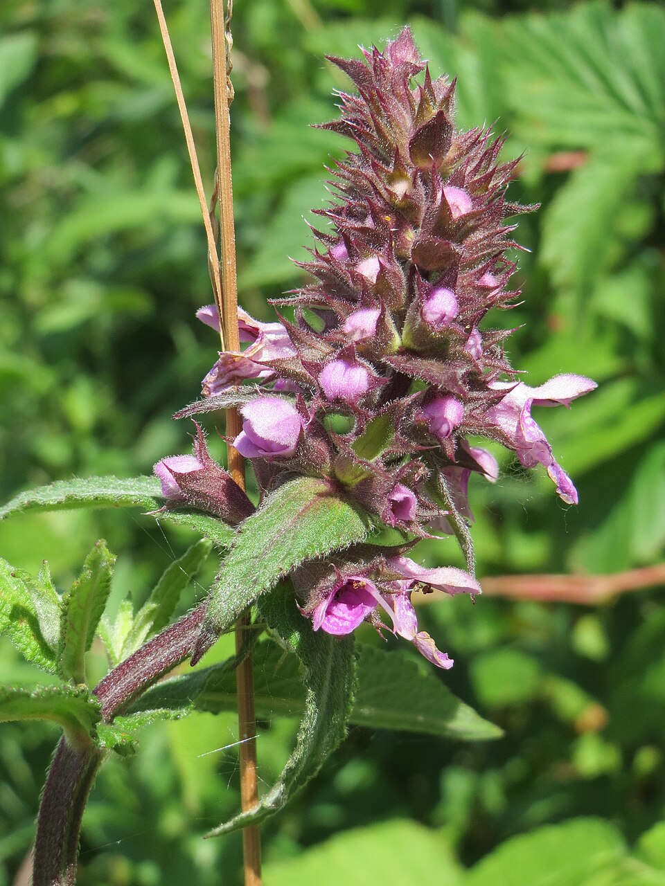 Stachys palustris (Marsh Woundwort)