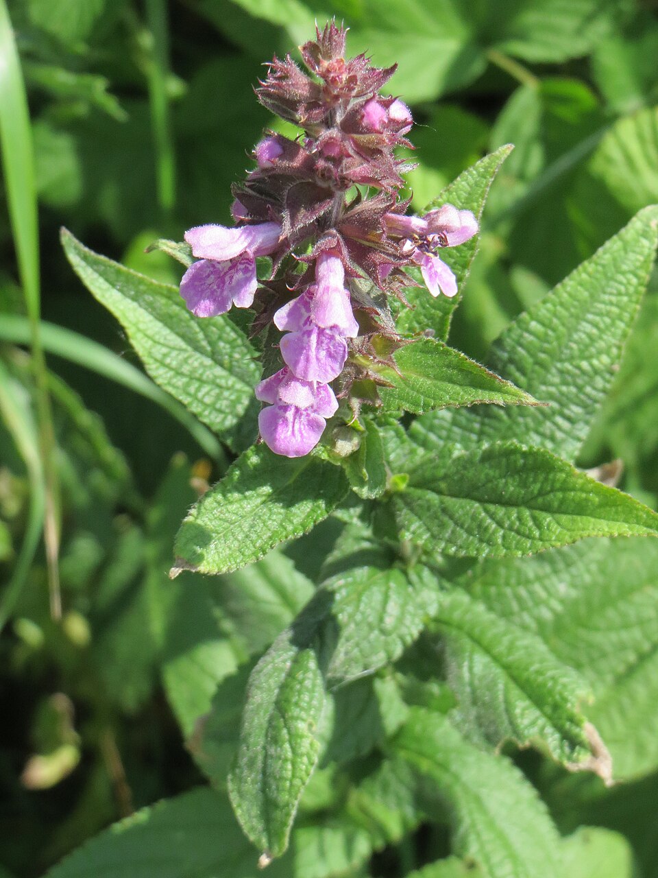 Stachys palustris (Marsh Woundwort)