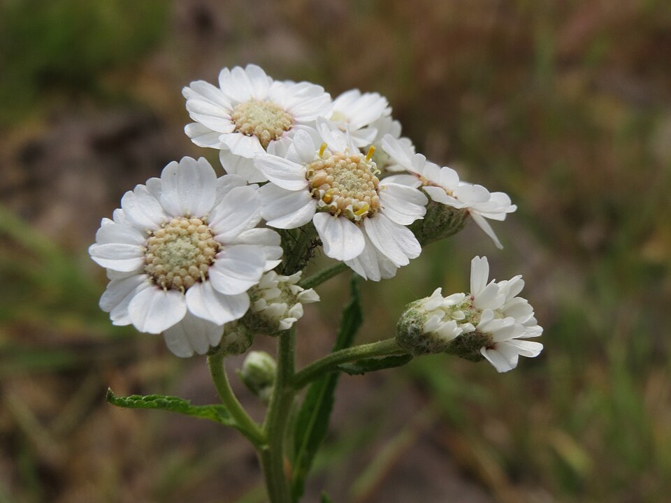 Achillea ptarmica (Sneezewort)