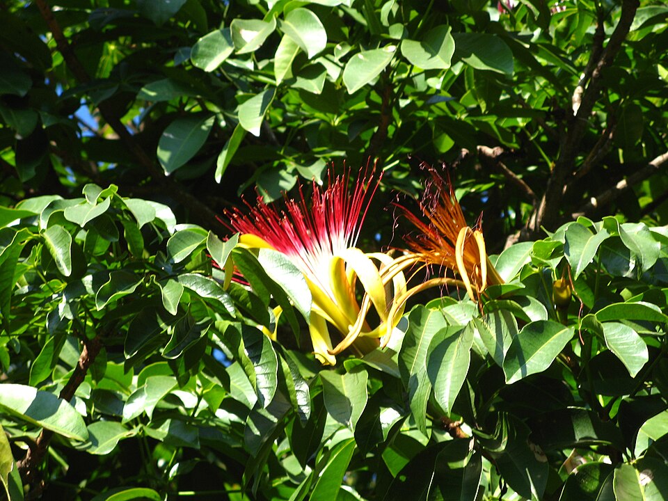 Pachira aquatica (Money Tree) (alternate view 6)