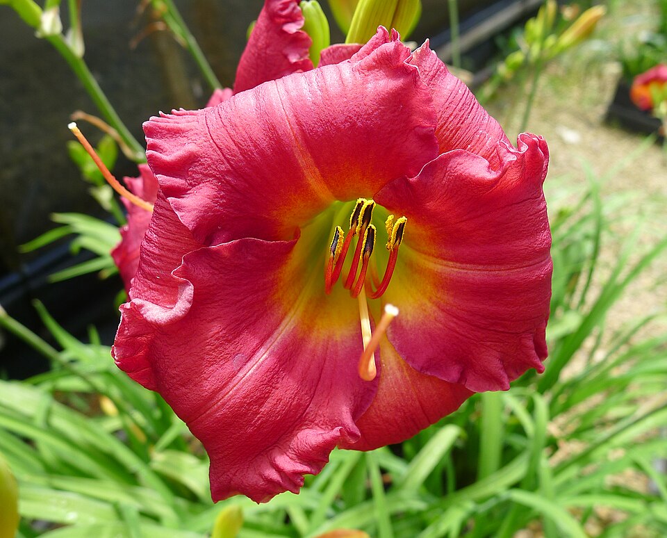 Hemerocallis 'Earlybird Cardinal' (Earlybird Cardinal Daylily)