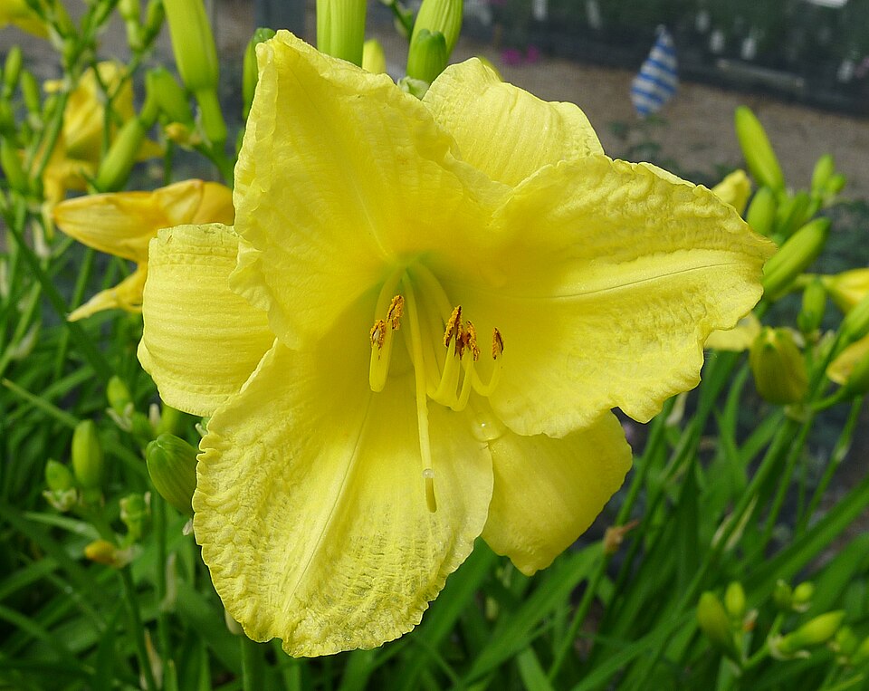 Hemerocallis × 'Happy Returns' (Happy Returns Daylily) (alternate view 2)