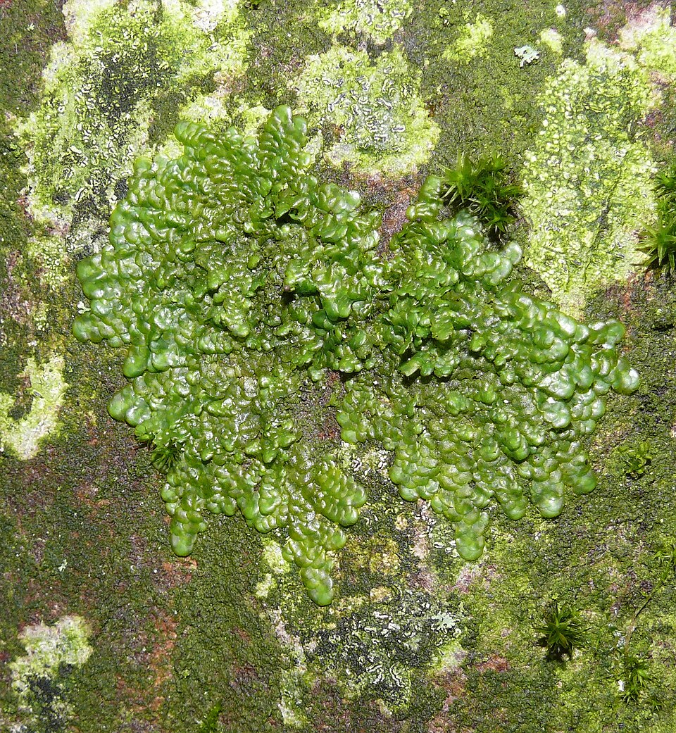 Radula complanata (Flat-leaved Scalewort)