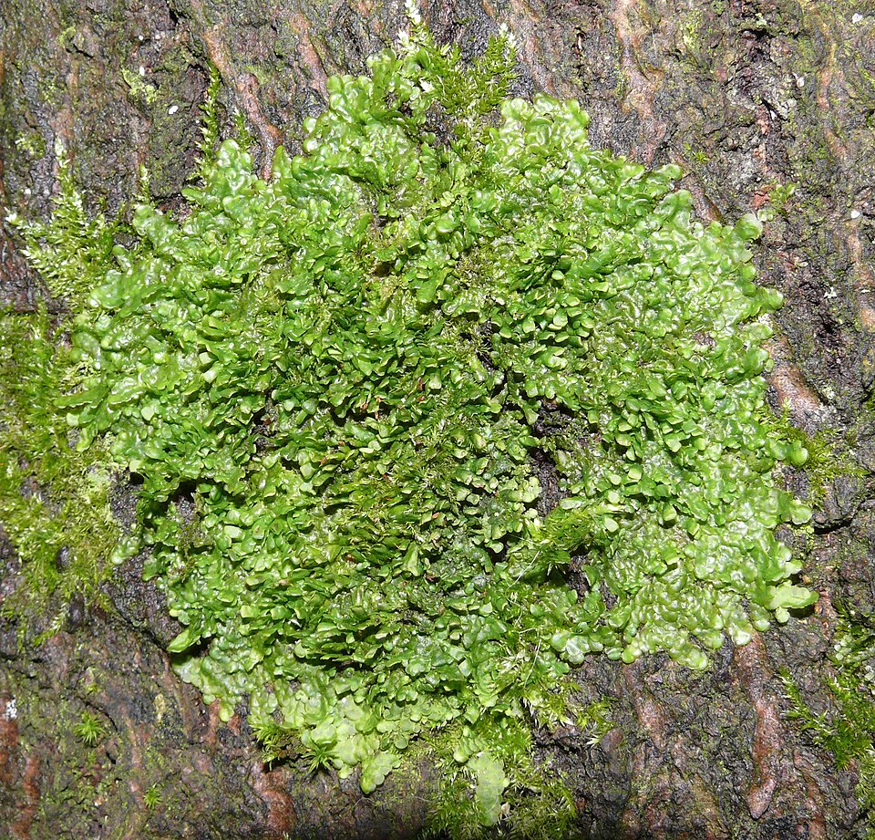 Radula complanata (Flat-leaved Scalewort)