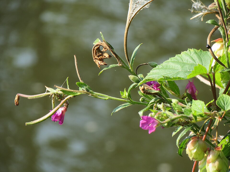 Epilobium hirsutum (Great Willowherb)