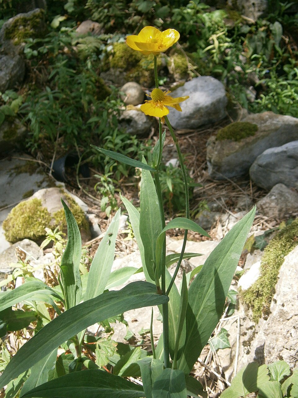 Ranunculus lingua (Greater Spearwort)