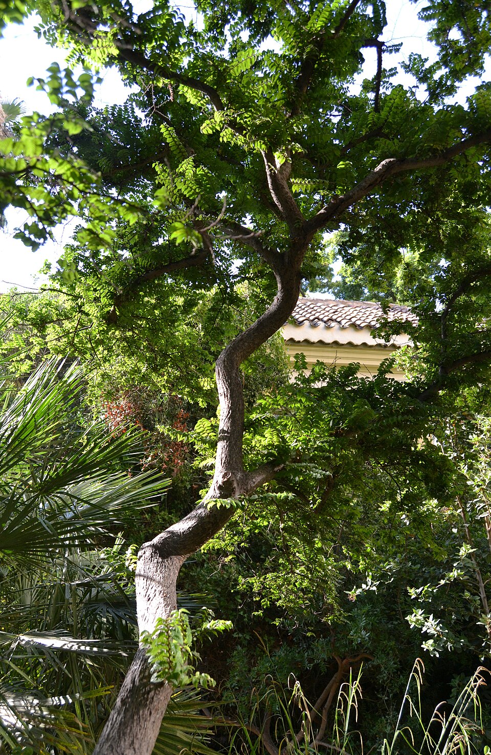 Ulmus × elegantissima 'Jacqueline Hillier' (Jacqueline Hillier Elm Tree) (alternate view 5)