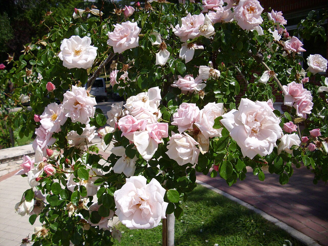 Rosa 'New Dawn', New Dawn climbing rose — climbing deciduous (Rosaceae) (image 3 of 9)