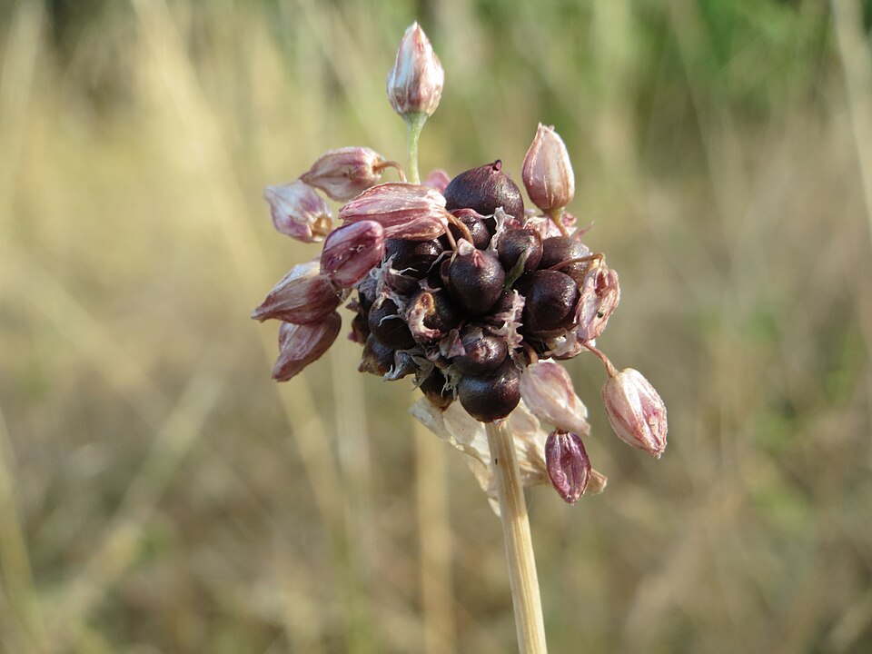 Allium vineale (wild garlic)